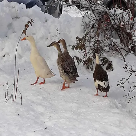 Umundum Huette Domek alpejski *