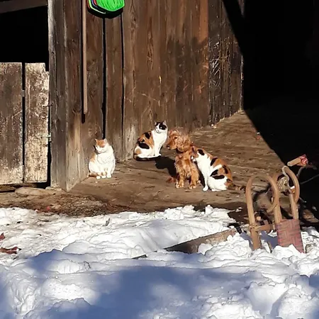 Domek alpejski Umundum Huette *