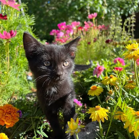 בקתה Umundum Huette