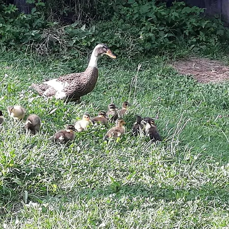 Umundum Huette בקתה