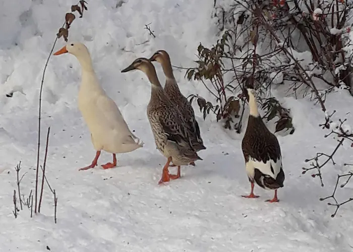 Umundum Huette Chalet *