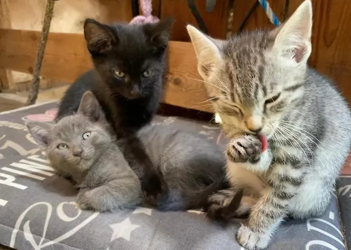 Umundum Huette Chalet *