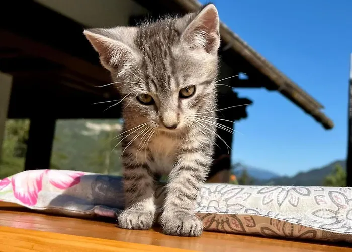 Umundum Huette Katsch an der Mur