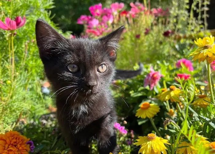 Chalet Umundum Huette