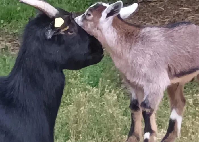 Umundum Huette * Katsch an der Mur