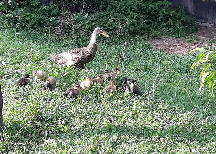 Umundum Huette Horská chata
